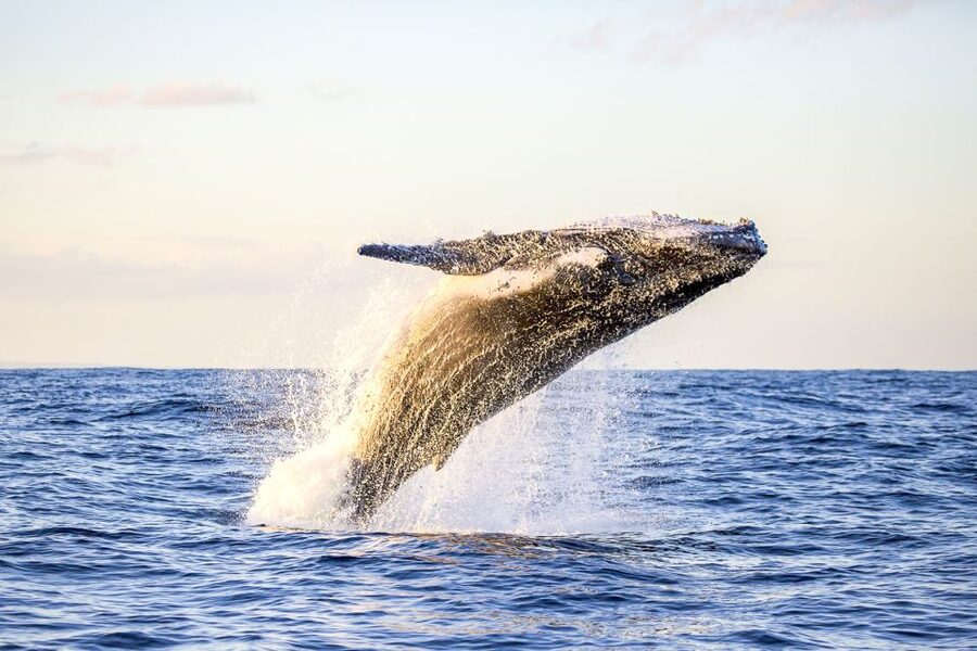 Oahu: Waikiki Eco-Friendly Afternoon Whale Watching Trip - The Whale Guarantee: What It Means for Your Money and Your Plans