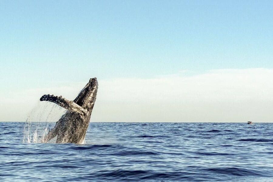 Oahu: Waikiki Eco-Friendly Morning Whale Watching Cruise - What You’re Really Watching For (Humpbacks, Not Just Splashes)