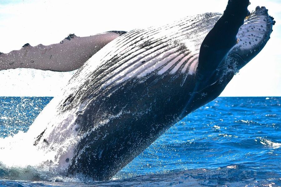 Oahu: Waikiki Eco-Friendly Morning Whale Watching Cruise - Diamond Head and Waikīkī From the Water