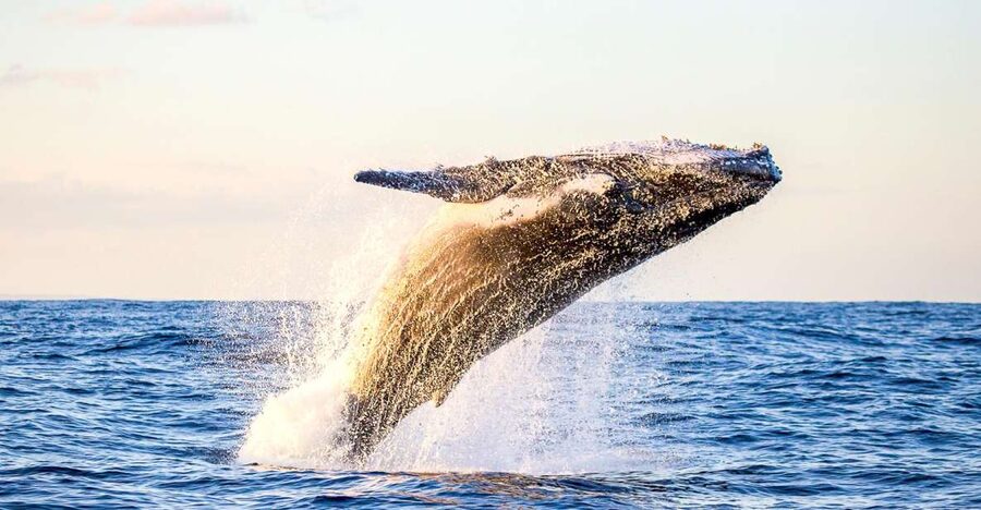 Oahu: Waikiki Eco-Friendly Morning Whale Watching Cruise - The 2-Hour Catamaran Ride: Comfortable, Scenic, and Built for Watching
