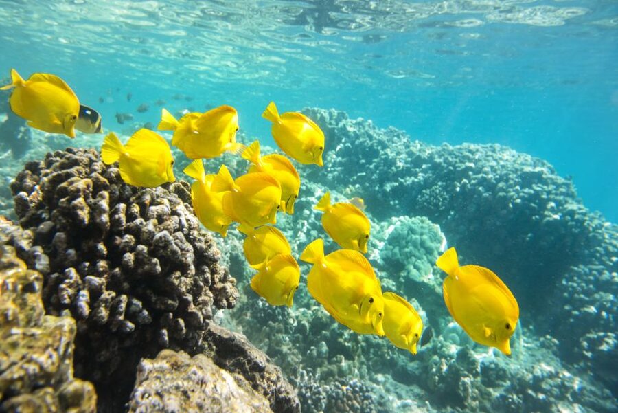 Oahu: Waikiki Glass Bottom Boat Sunset Cruise - BYO food and drinks: plan your own sunset snack