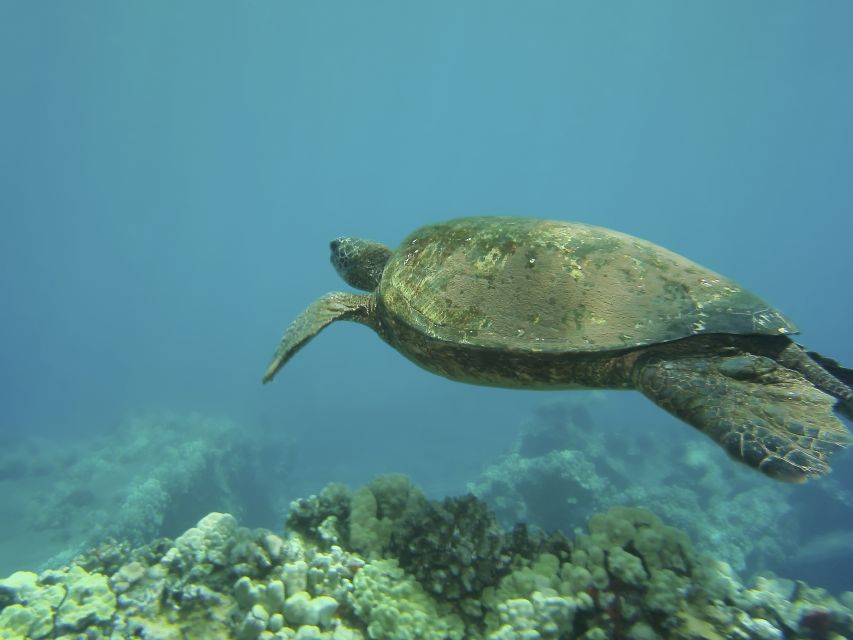 Oahu: Waikiki Turtle Snorkel Sail - Small Issues to Know Before You Go