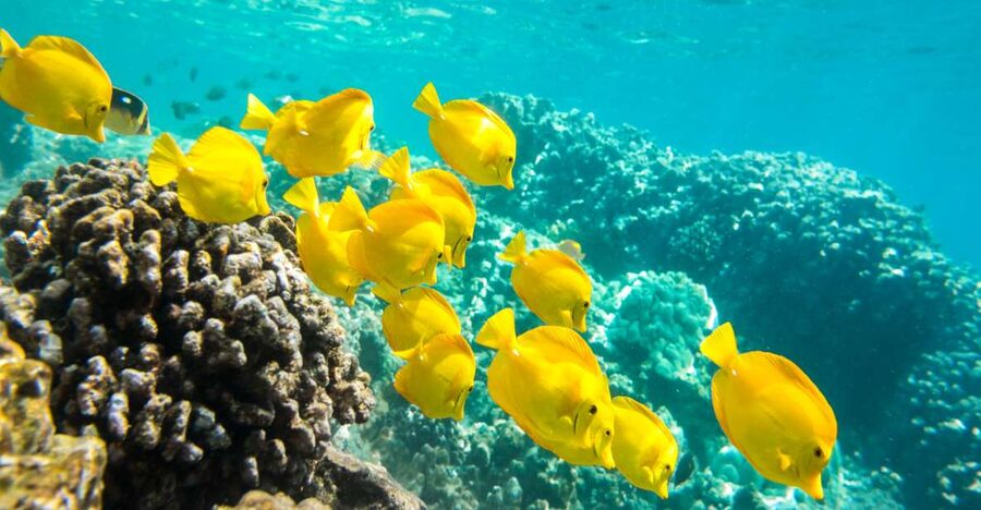 Oahu: Waikiki Turtle Snorkel Sail - The Cruise Along Waikiki: Views, Breezes, and Wildlife If You’re Lucky