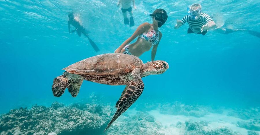 Oahu: Waikiki Turtle Snorkeling Adventure - Key Highlights to Know Before You Go