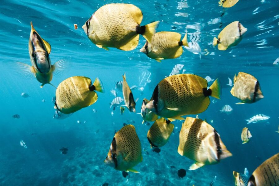 Oahu: Waikiki Turtle Snorkeling Adventure - Pickup Timing and the Start Point: Avoid the Last-Minute Stress