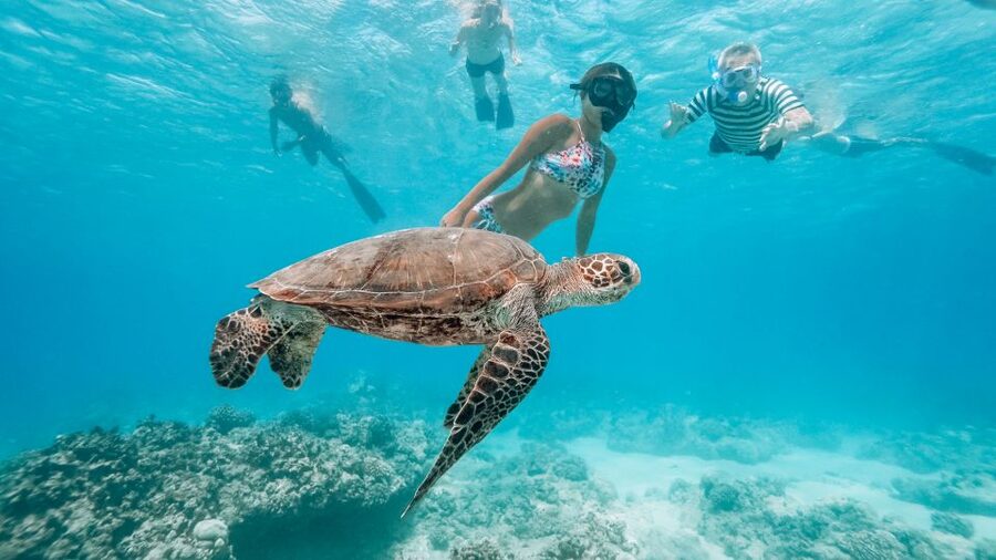 Oahu: Waikiki Turtle Snorkeling Adventure - Why the Catamaran Setup Makes This Turtle Snorkel Work