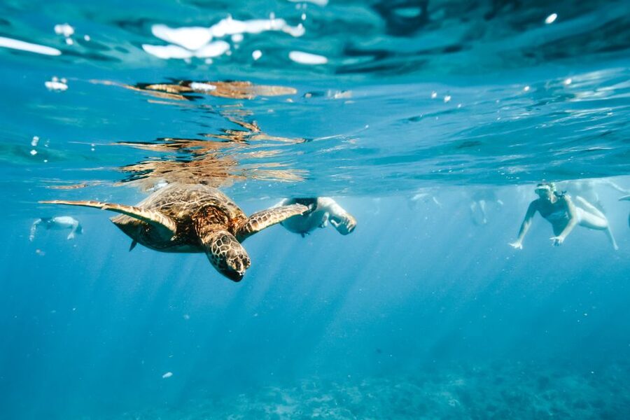 Oahu: Waikiki Turtle Snorkeling Adventure - Snorkeling With Green Sea Turtles (Honu) and Reef Fish: What You Should Expect