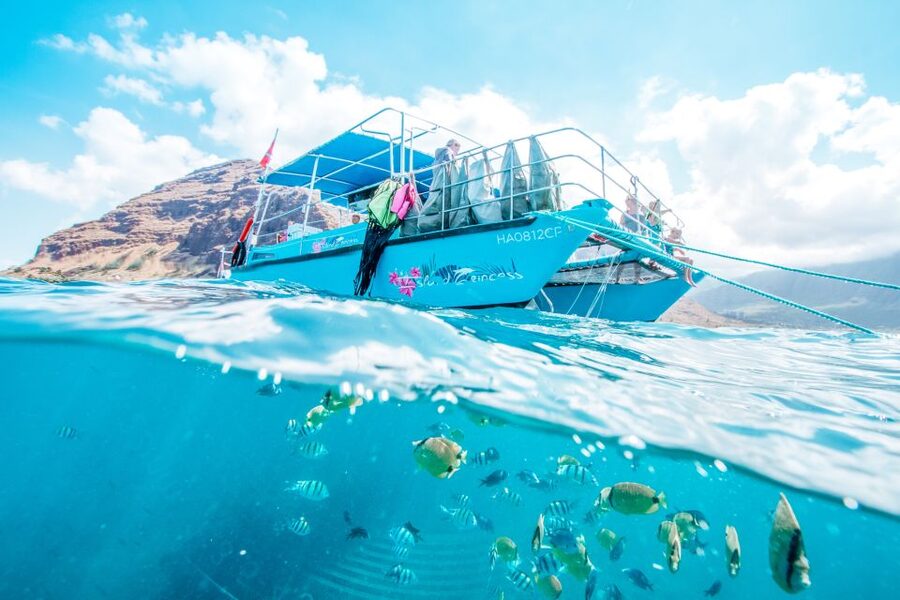 Oahu: Waikiki Turtle Snorkeling Adventure - Price Check: Is $125 Worth It?