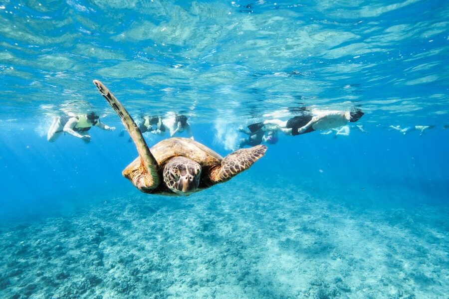 Oahu: Waikiki Turtle Snorkeling Adventure - The 150-Minute Flow: Cruise, Snorkel, Then Chilled-Out Time on the Boat