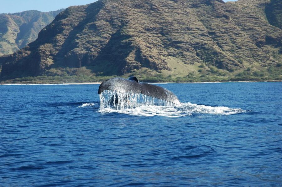 Oahu: Waikiki Whale Watching Tour-Donut and Coffee Included - Key highlights you’ll actually care about
