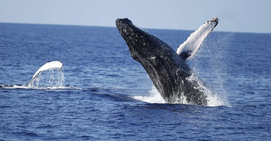 Oahu: Waikiki Whale Watching Tour-Donut and Coffee Included - Waikiki pickup to Kewalo Basin: a 2-hour plan that starts on time