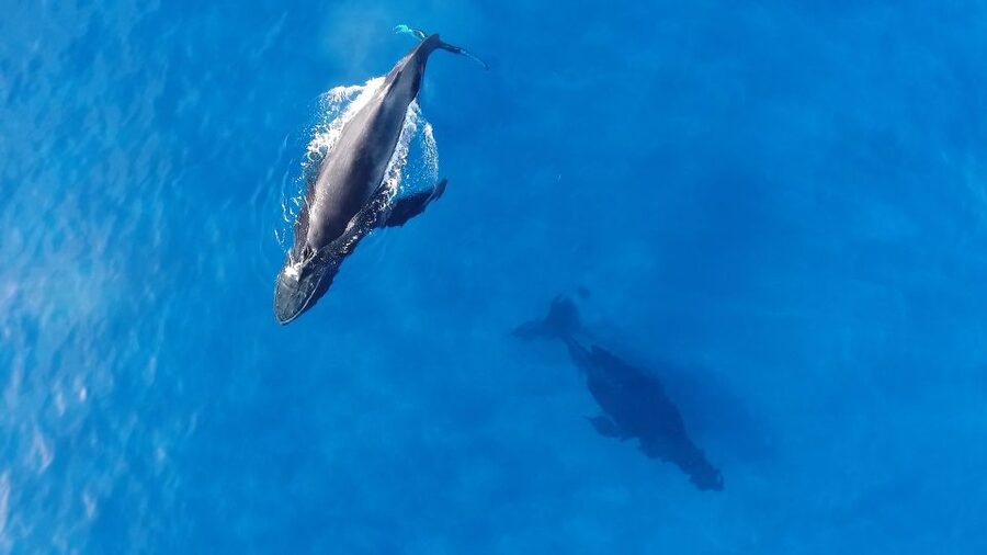 Oahu: Waikiki Whale Watching Tour-Donut and Coffee Included - E Ho Mai ceremony: the cultural start that sets the tone