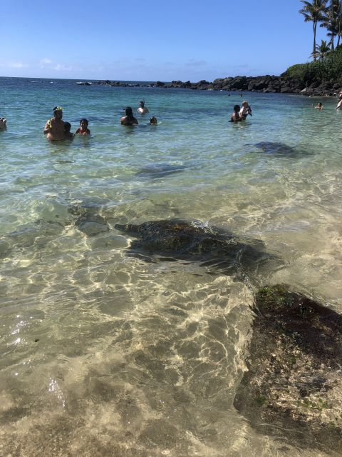 Oahu: Waimea Falls & valley & North Shore day - Who should book this Waimea Falls and North Shore day