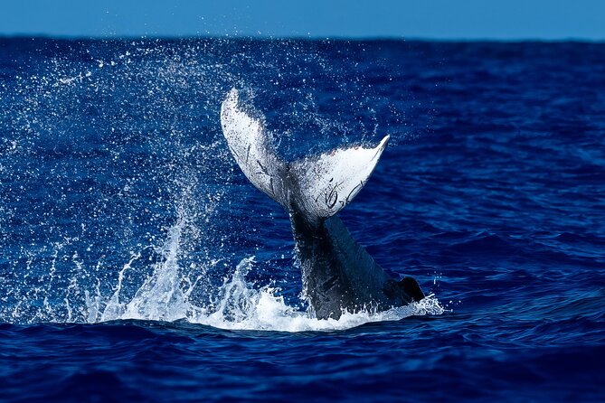 Oahu Whale Watch Tour & Waikiki Sunset Boat Tour - Key Highlights You’ll Care About