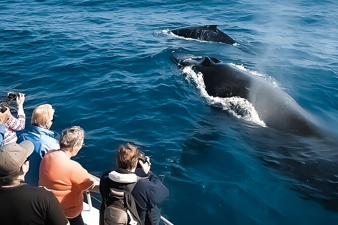 Oahu Whale Watch Tour & Waikiki Sunset Boat Tour - Oahu to Waikaloa? No. Kewalo Basin to Waikiki