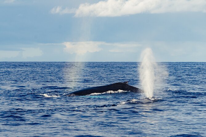 Oahu Whale Watch Tour & Waikiki Sunset Boat Tour - Crew That Guides, Not Just Operates the Boat