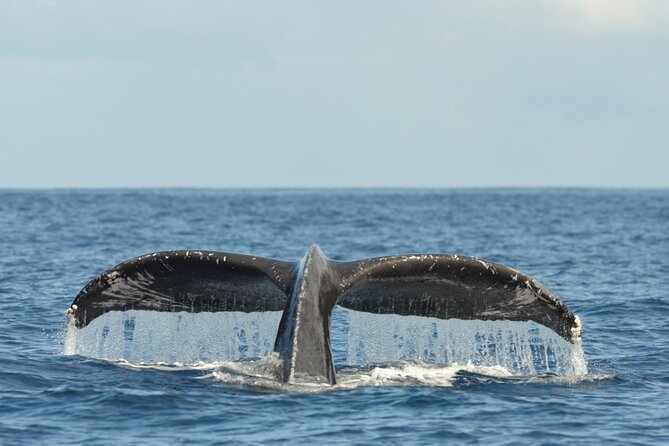 Oahu Whale Watch Tour & Waikiki Sunset Boat Tour - Drinks, Food, and the Alcohol Rule You Should Know