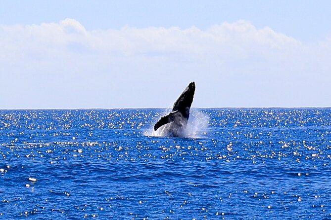 Oahu Whale Watch Tour & Waikiki Sunset Boat Tour - Where the Best Views Happen During Waikiki Sunset