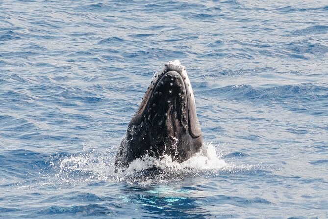 Oahu Whale Watch Tour & Waikiki Sunset Boat Tour - Weather and Wind: How to Keep Your Expectations Smart