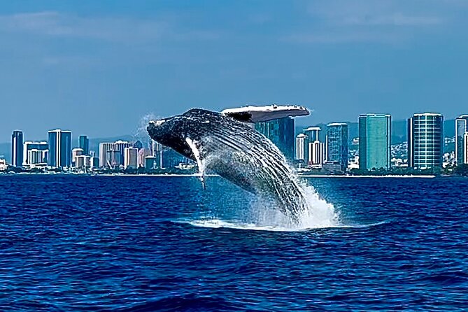 Oahu Whale Watch Tour & Waikiki Sunset Boat Tour - What 2.5 Hours Looks Like on a Whale Watch and Sunset Cruise