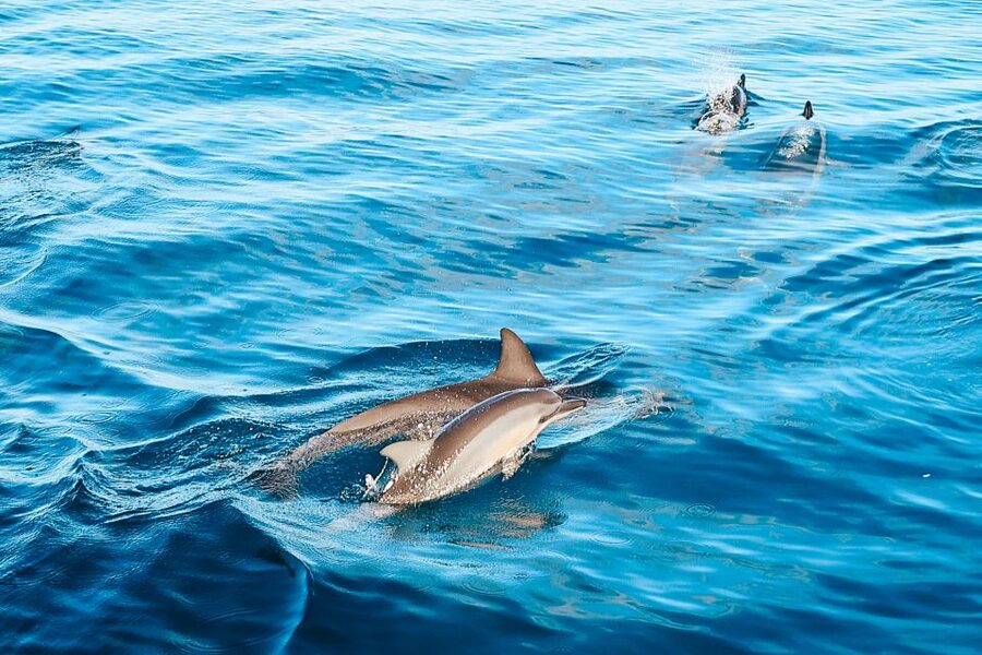 Oahu: Wild Dolphins Swim Turtle Snorkel Tour & Waterslide - Key things that make this tour worth your time