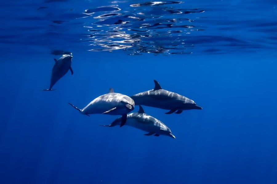 Oahu: Wild Dolphins Swim Turtle Snorkel Tour & Waterslide - Should you book the Iruka Hawaii dolphin, turtle, and waterslide tour?