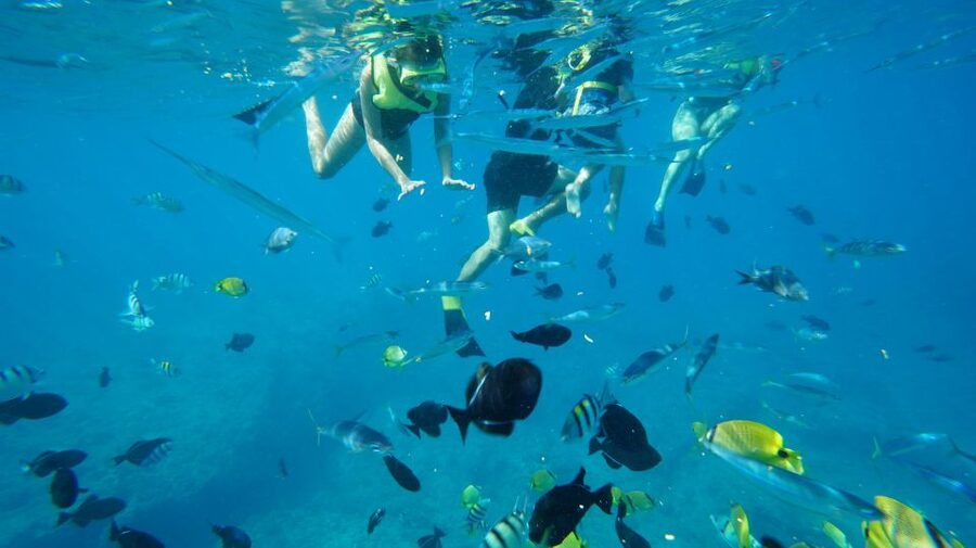 Oahu: Wild Dolphins Swim Turtle Snorkel Tour & Waterslide - Waterslide, paddleboards, kayak, and the floating mat: the fun part after snorkeling