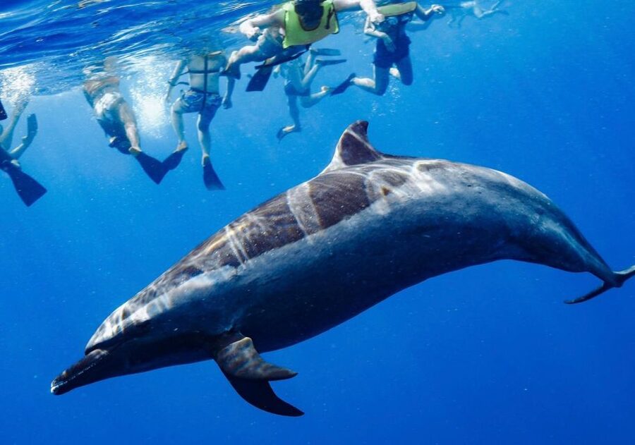 Oahu: Wild Dolphins Swim Turtle Snorkel Tour & Waterslide - Who this tour suits best (and who should reconsider)