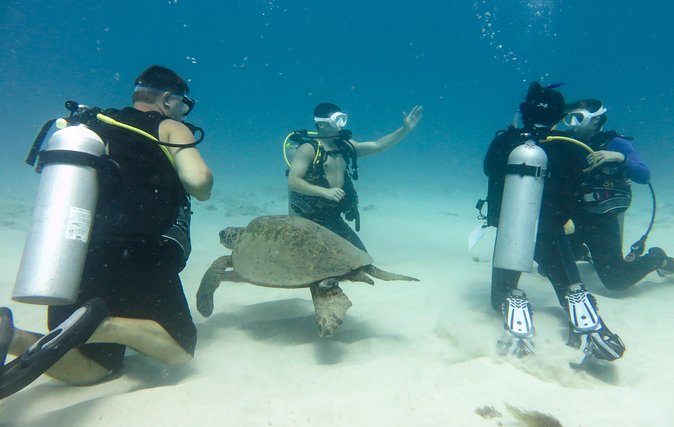 Open Water Scuba Certification - Honolulu’s SSI Open Water Course: Two Weekends, Four Days, Real Reef Time
