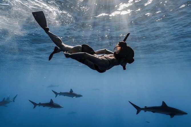 Open Water Shark Dive - Key takeaways before you book
