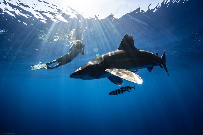 Open Water Shark Dive - The safety routine: the crew checks conditions before you enter