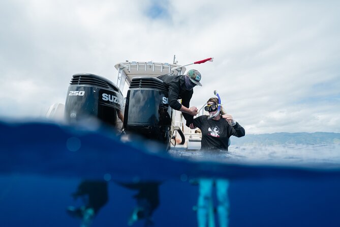 Open Water Shark Dive - Seeing sharks in context, not as a scare story