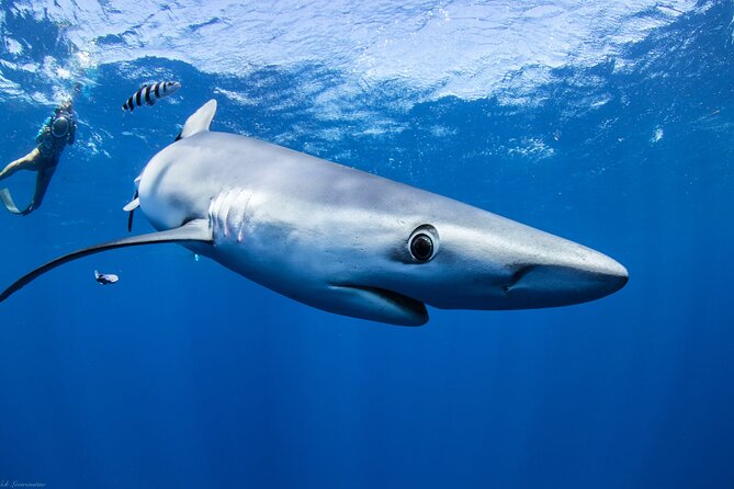 Open Water Shark Dive - Small group rules: why max six changes the whole vibe