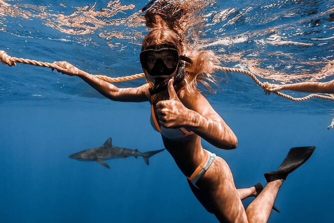Open Water Shark Dive - Price and value: is $161.57 fair for a small-group shark safari?