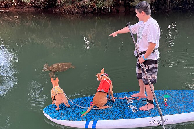 Paddle Board North Shore with Rescue Dogs - Wildlife time: turtles, birds, and why calm water helps
