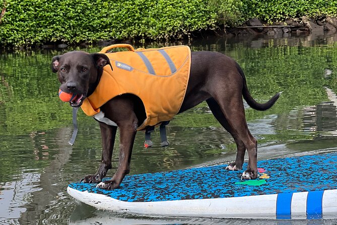 Paddle Board North Shore with Rescue Dogs - The photo and video factor: why it feels worth the $150