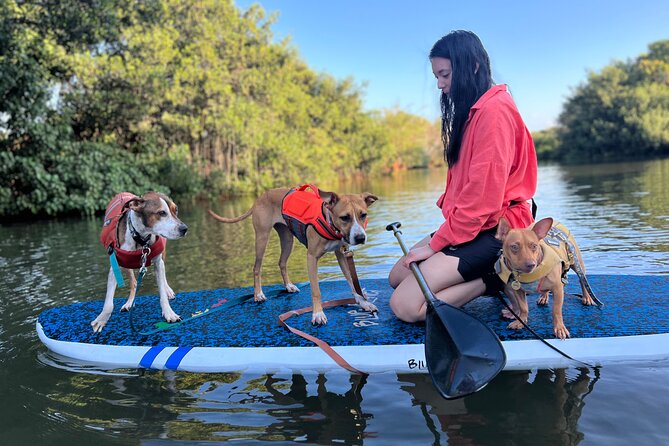 Paddle Board North Shore with Rescue Dogs - Who this tour is best for (and who should think twice)