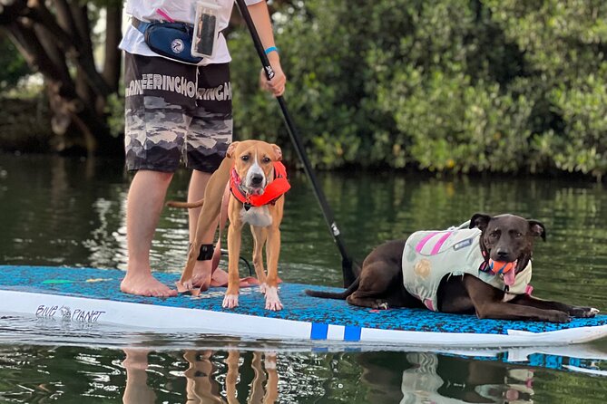 Paddle Board North Shore with Rescue Dogs - Final decision: should you book SUPDog Hawaii?
