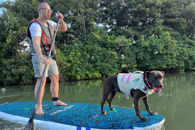 Paddle Board North Shore with Rescue Dogs - Glassy Hale’iwa River paddling with Phoenix and friends