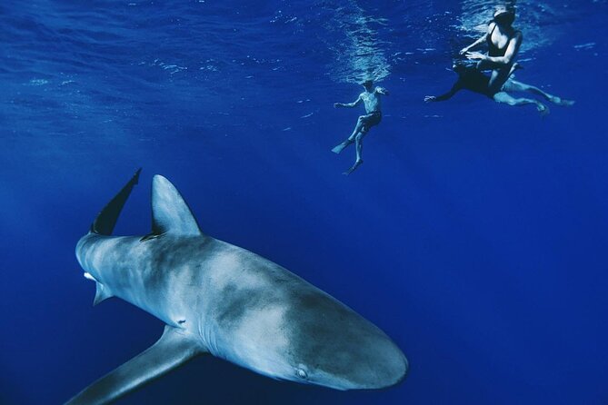 Pelagic Shark Dive Tour - Key highlights at a glance