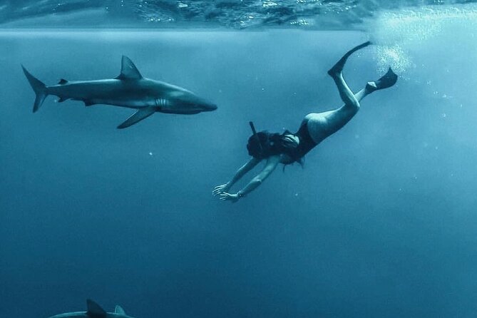 Pelagic Shark Dive Tour - What you’re really buying: a calm, guided shark swim