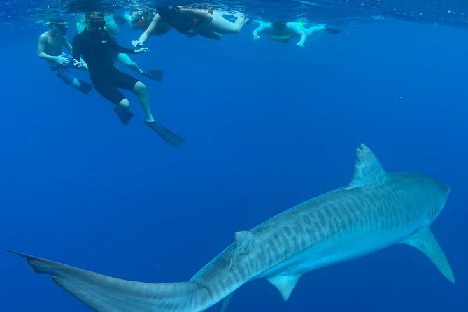 Pelagic Shark Dive Tour - Stop 1: Island View Hawaii and the moment you step onto the small boat