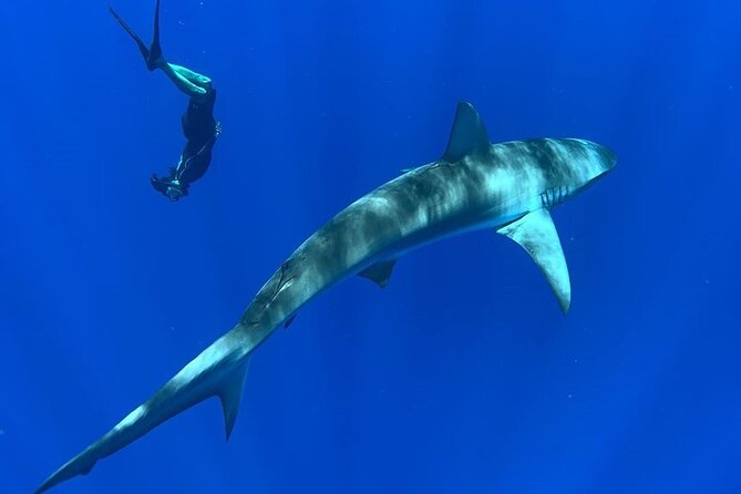 Pelagic Shark Dive Tour - How the experience feels: calm focus, then real wow-factor