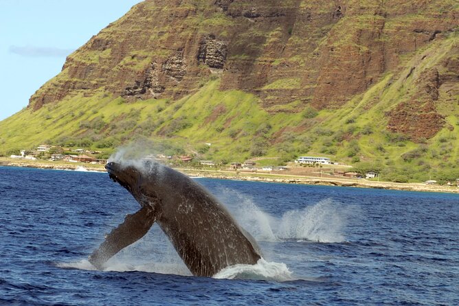 Private and Luxurious Sunset Cruise with Whale & Dolphin Watch - Snorkeling stop: warm, clear water and coral time you can actually enjoy