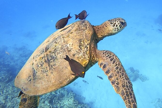 Private Catamaran Charter in Waikiki (1-6 Guests) - BYOB setup: coolers, ice, and what you must bring
