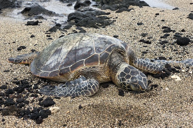 Private Circle Island Tour we build your dream Itinerary - North Shore rhythm: Haleʻiwa, Kahuku, and a food-first mindset