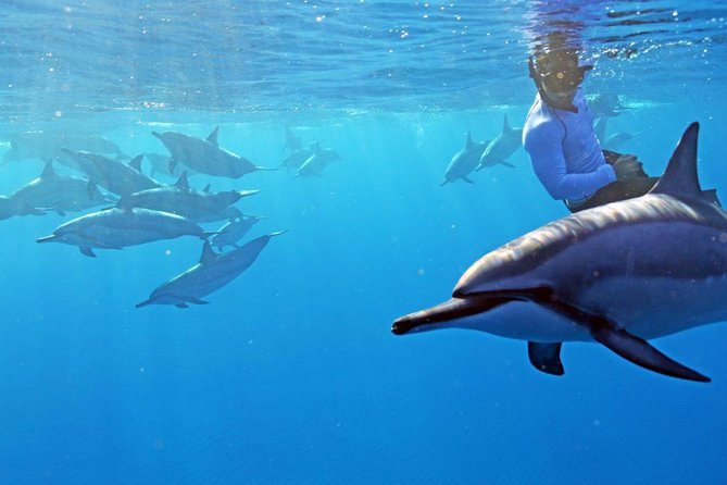 Private Dolphin Swim with Slide for up to 15 Passengers - Key moments that make this charter special