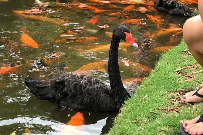 Private luxury tour of Oahu island - Laniakea Turtle Beach, Waimea Bay, Shark’s Cove: nature drama in bite-sized time