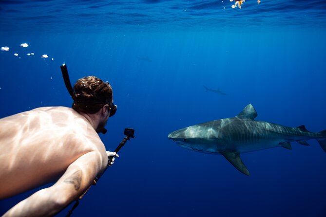 Private Shark Dive, Oahu, Hawaii (6 Guest) - Key highlights
