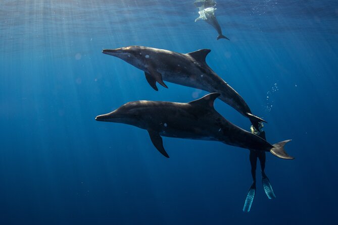 Private Shark Dive, Oahu, Hawaii (6 Guest) - Timing: why two hours can feel like 90 minutes